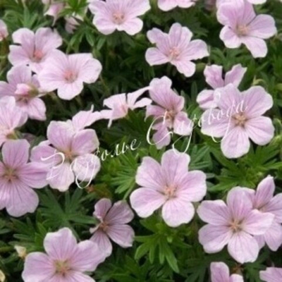 Герань кроваво-красная Визион Пинк