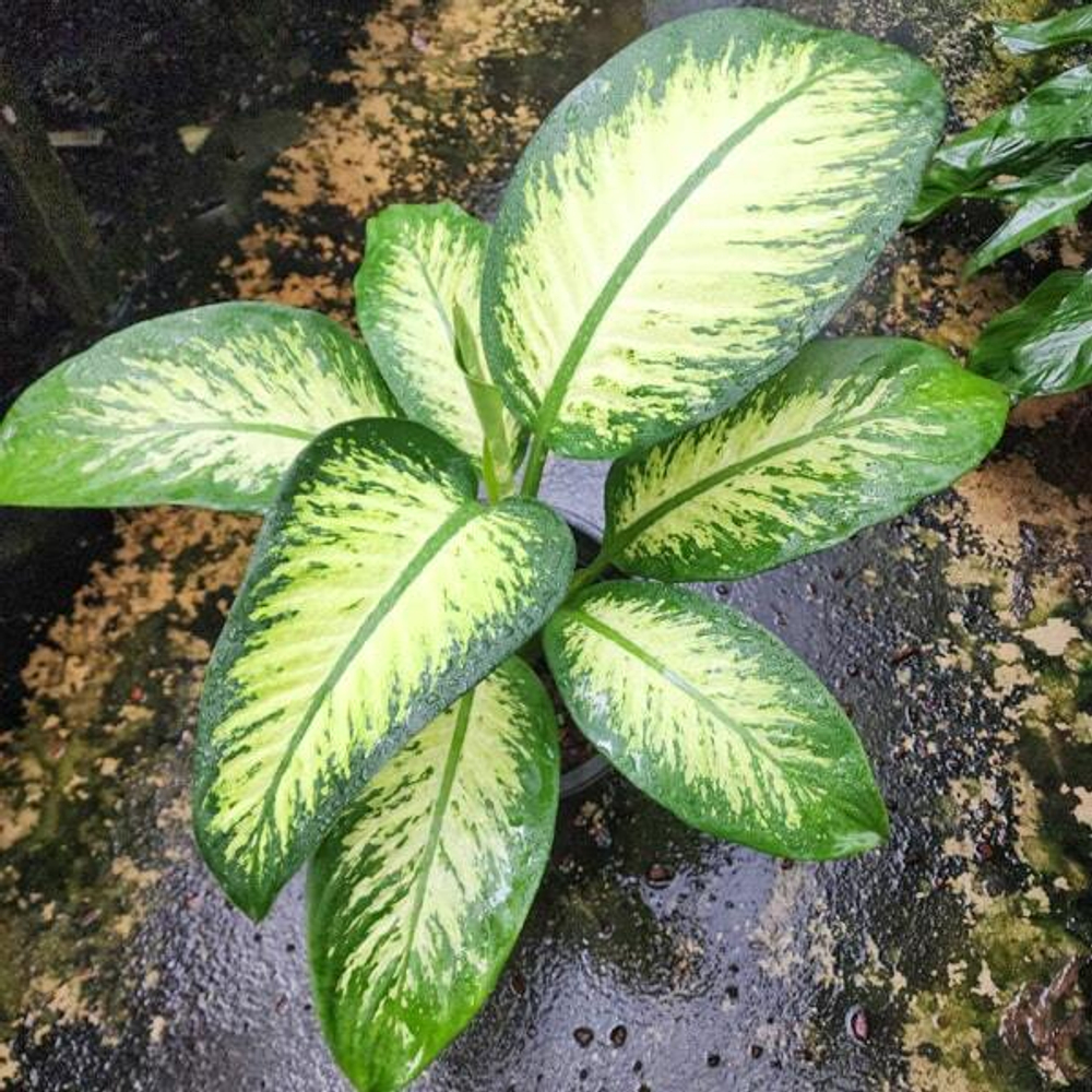 Диффенбахия TROPIC SNOW