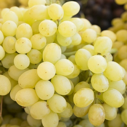 Виноград столовый Лора