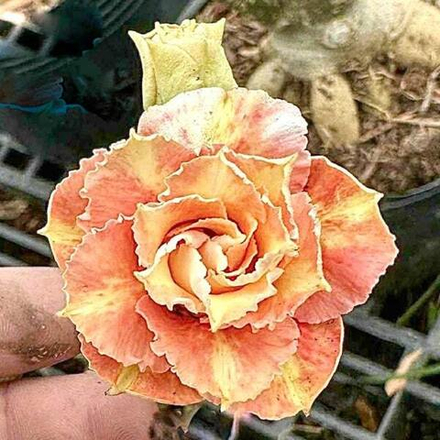 Адениум JESSIE