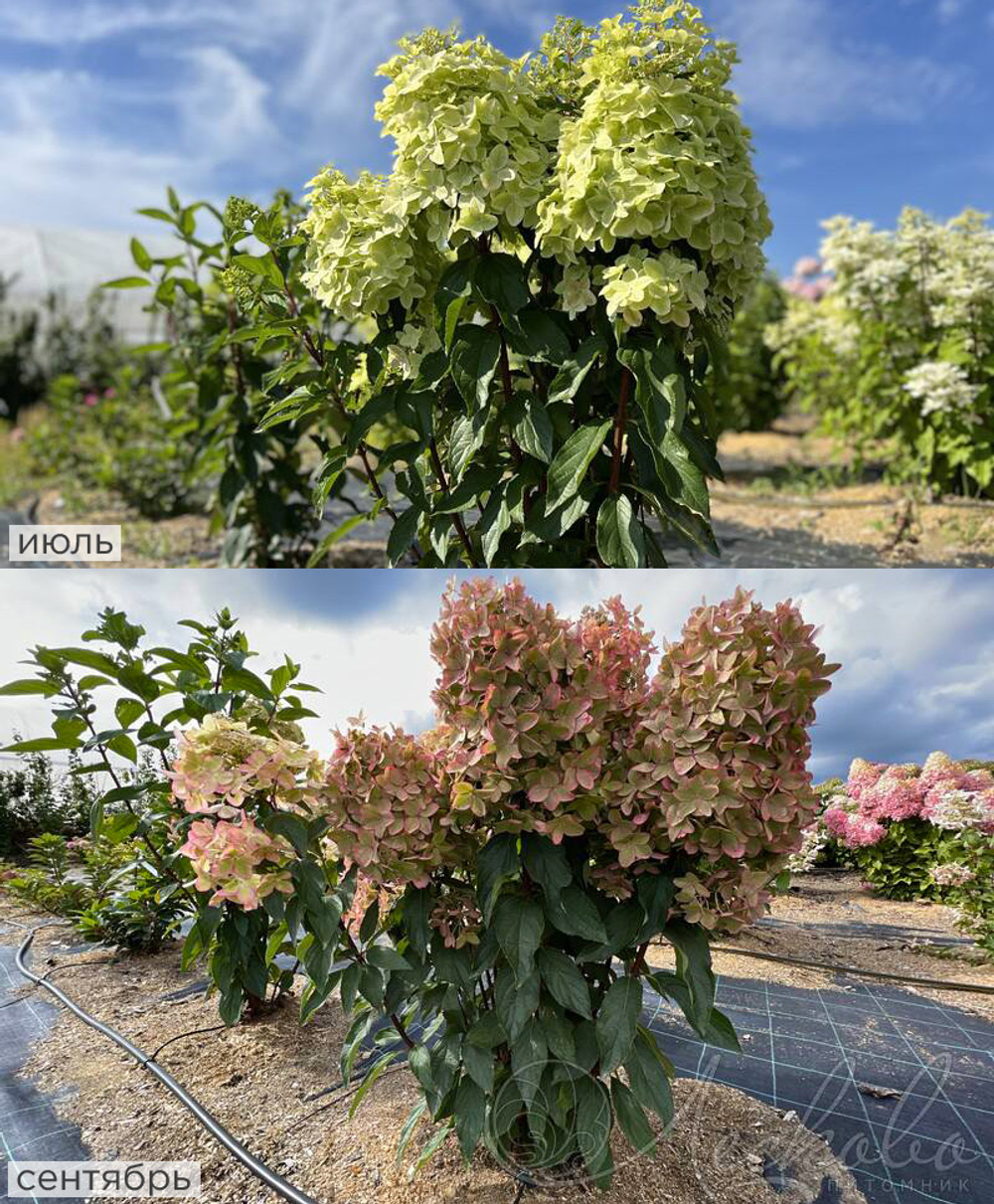 Гортензия метельчатая Металлика С7,5 Закупка М59 июнь 2026