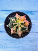 Gymnocalycium Variegata (Гимнокалициум Вариегатный)