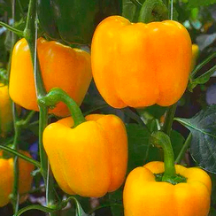 Эспортано F1 семена перца сладкого (Sakata / Саката)