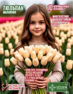 Тюльпан Малайзия 10луковиц