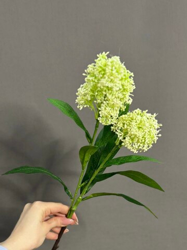 Скимия белая (h58 см)