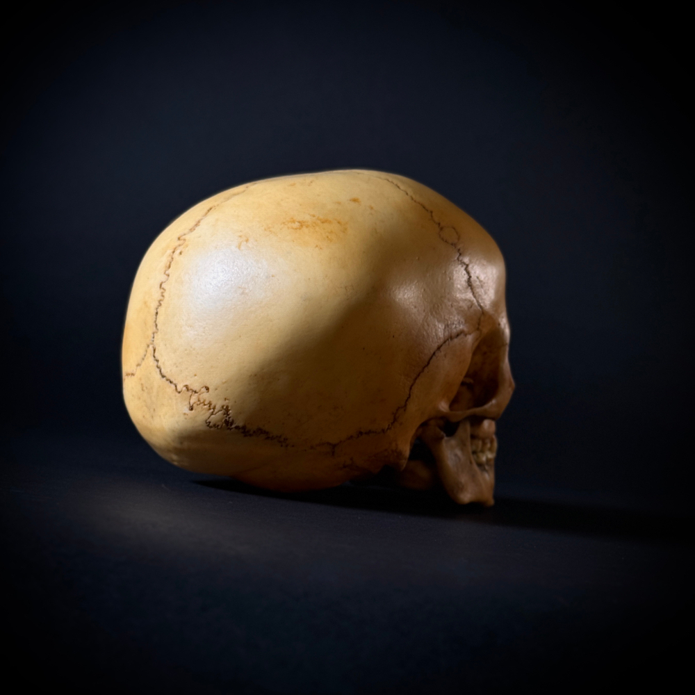 Череп человека ребёнок (анатомическая модель)