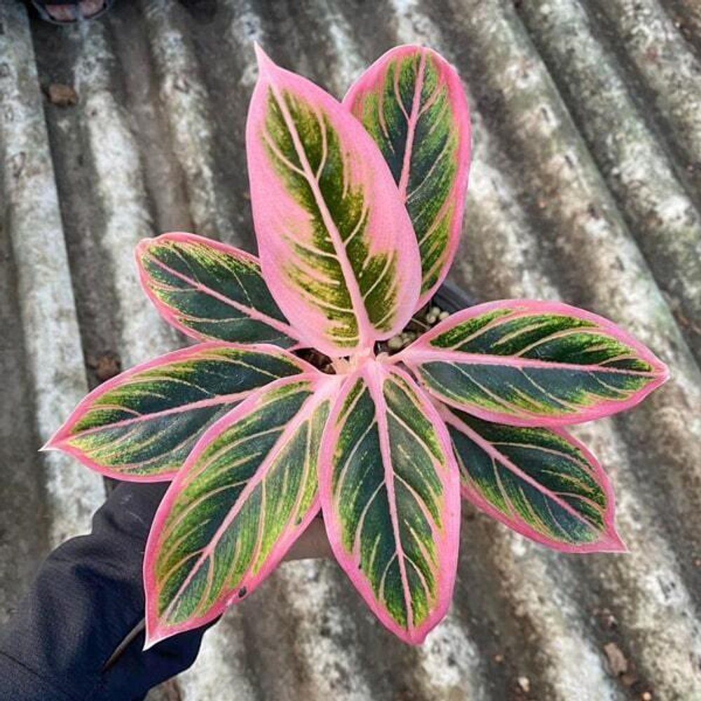 Аглаонема LOTUS DELIGHT