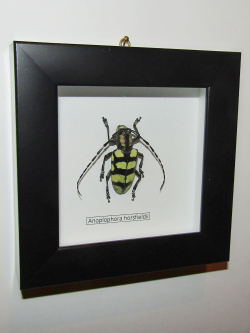 Жук Усач Anoplophora horsfieldii в рамке