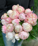 Пионы "Gardenia"