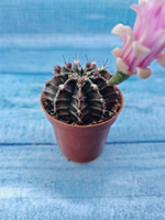 Gymnocalycium Friedrichii (Гимнокалициум)