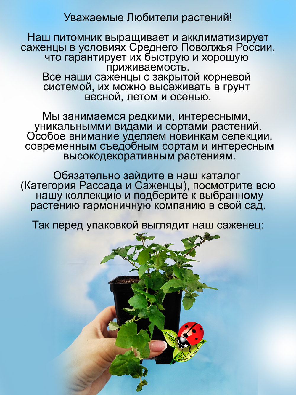 Чабер Дугласа Индийская мята пряность