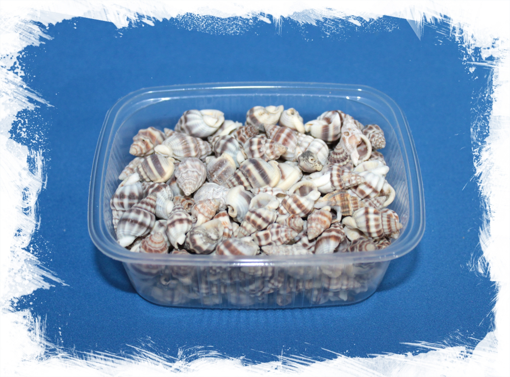 Нассариус столатус