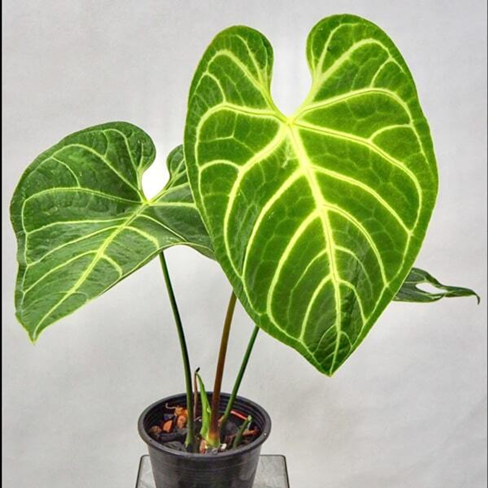 Антуриум REGALE COLUMBIA/PERU