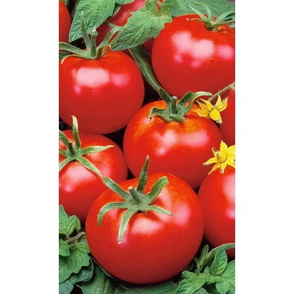 Семена Томат Геркулес (Марс) Б/П