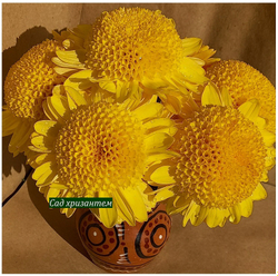 Anderton Крупноцветковые хризантемы ☘ ан 52    (отгрузка  Сентябрь)