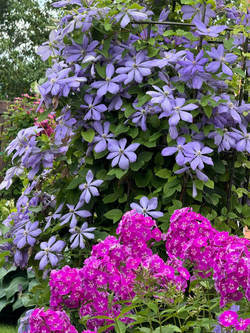 Клематис гибридный Миссис Чолмондели Закупка М33 апрель 2026