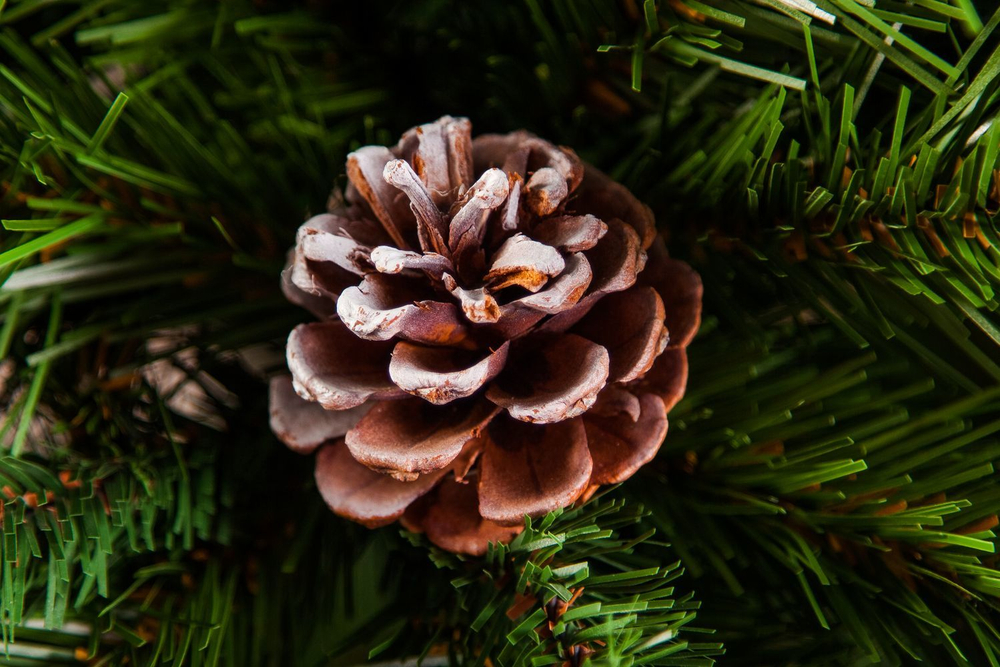 Ель Императрица с шишками 185см заснеженная Triumph Tree