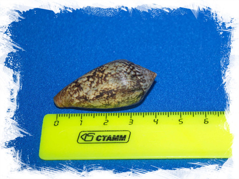 Раковина Lautoconus hybridus