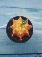 Gymnocalycium Variegata (Гимнокалициум Вариегатный)