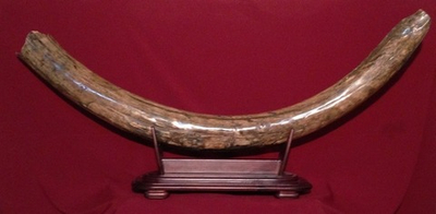 "Могучий", бивень мамонта