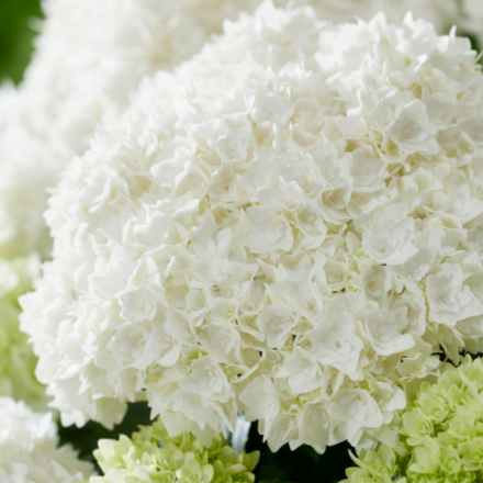 Доппио Фредо («Doppio Fredo»)р14 Европа весна 2026 г.