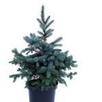 Ель колючая (голубая) Изели Фастигиата С2 25-30