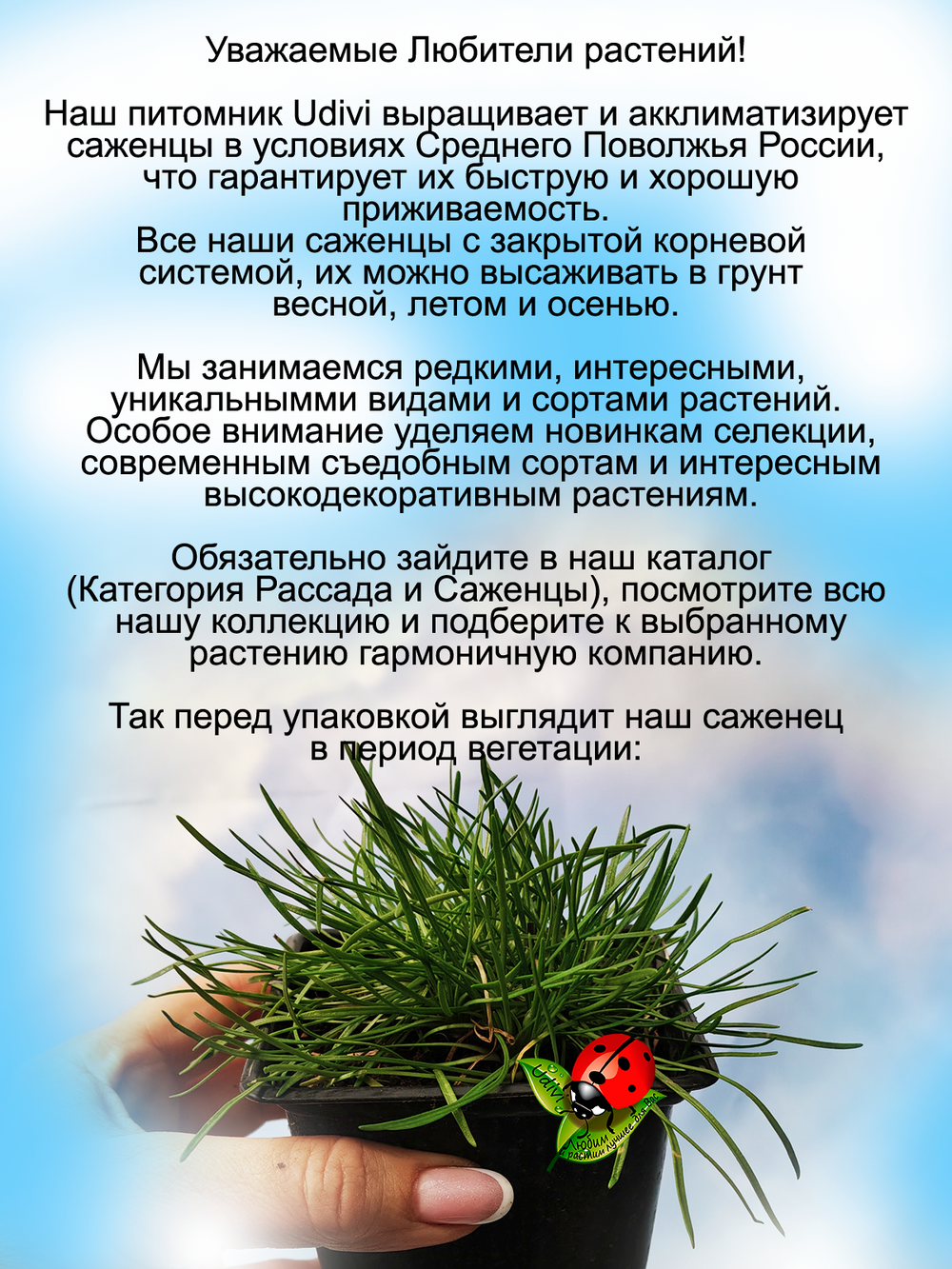Армерия приморская белая