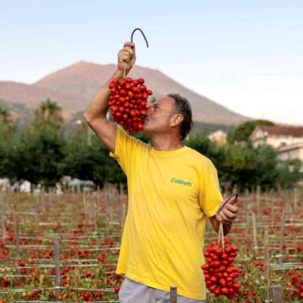 Помидоры - Pomodorino del Piennolo del Vesuvio - Черри Пьенноло Дель Везувио