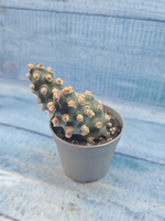 Tephrocactus Molinensis (Тефрокактус)