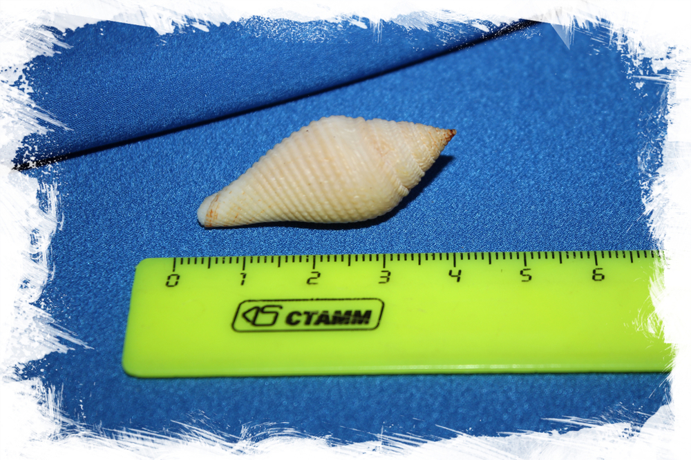 Конус короманделикус (Conus coromandelicus)