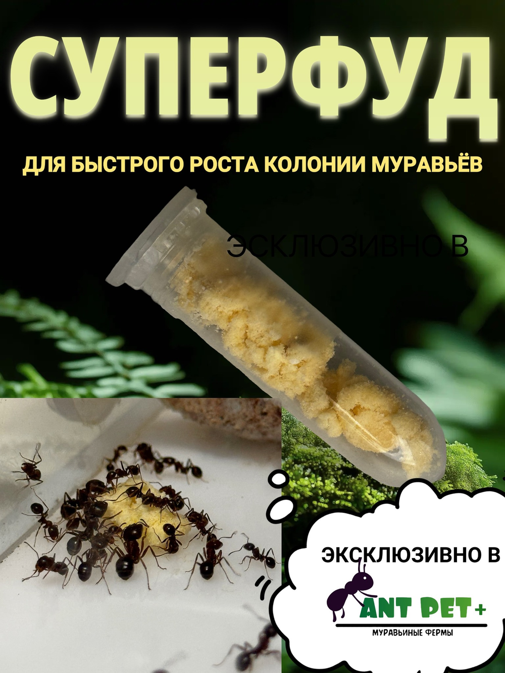 Корм СУПЕРФУД для муравьёв