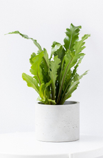 Асплениум Нидус