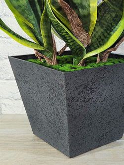 Сансевиерия Дракон в стильном кашпо лофт