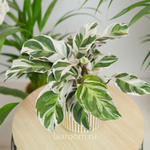 Калатея Фьюжн Вайт 10/20