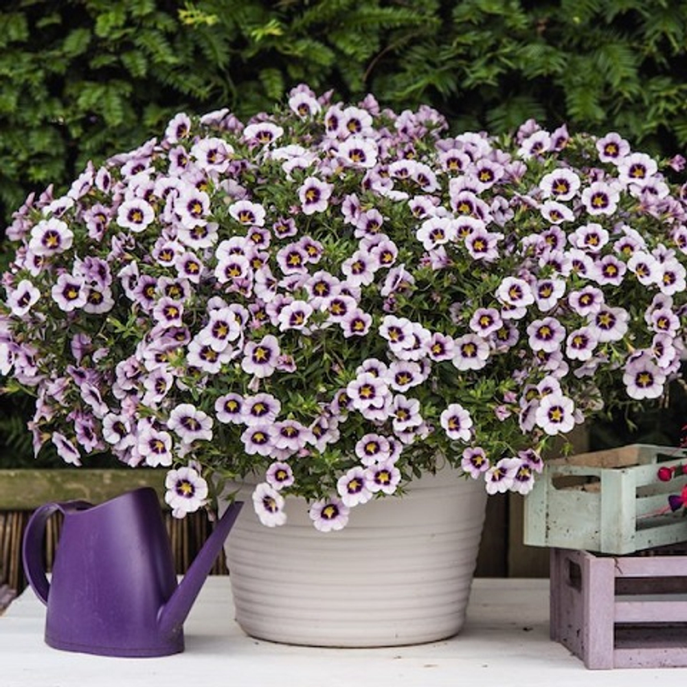 Калибрахоа Lia Spark Lavender р9 1шт