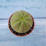 Euphoria Obesa (Эуфорбия)