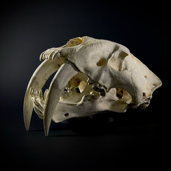 Smilodon