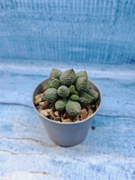 Adromischus Marianiae Herrei Green (Адромискус)