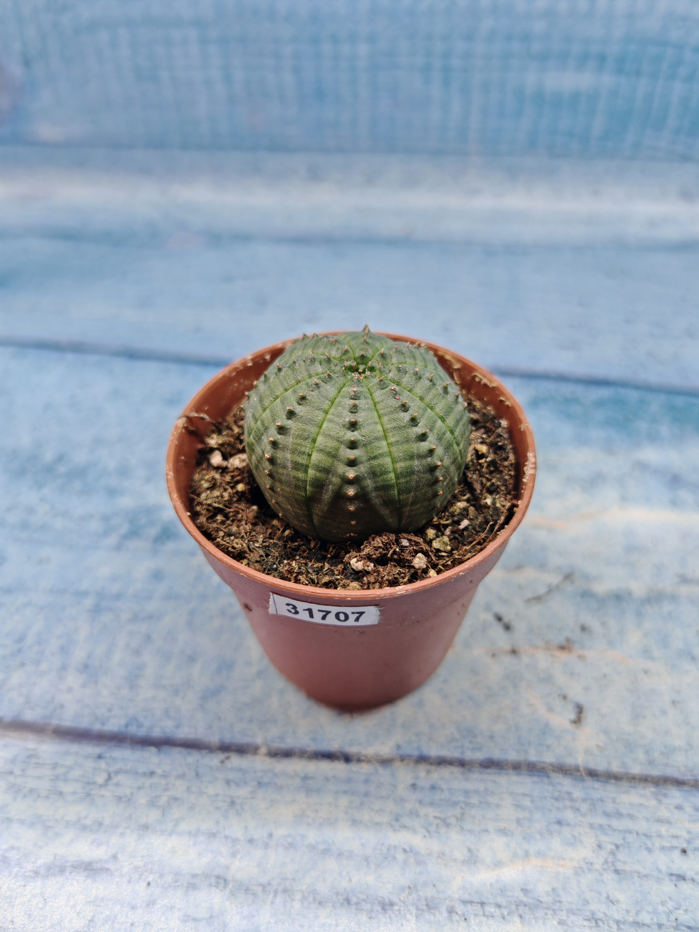 Euphoria Obesa (Эуфорбия)