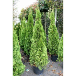 Туя западная Smaragd