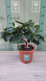 C. sinensis “Sanguinello moscato nucellare”