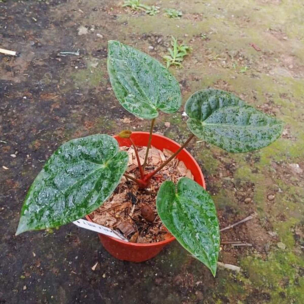 Антуриум BLUE PAPILLILAMINUM X LUXURIANS