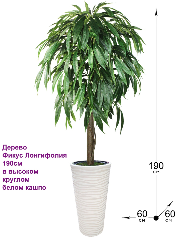 Искусственное дерево Фикус Лонгифолия 190 см в высоком круглом белом кашпо