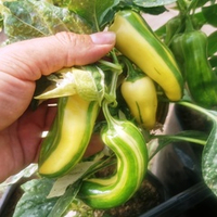 Рождественская Карамель - Разноцветный Полосатый Сладкий Перчик