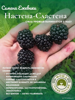 Голубика, Аврора, Семена Ягод, 0.01 гр.