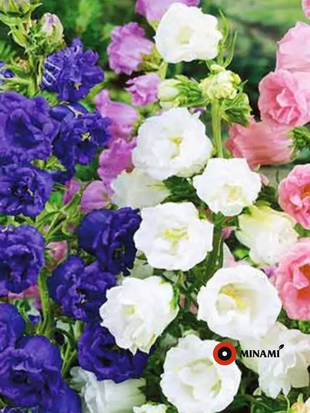 Колокольчик Махровый смесь сортов