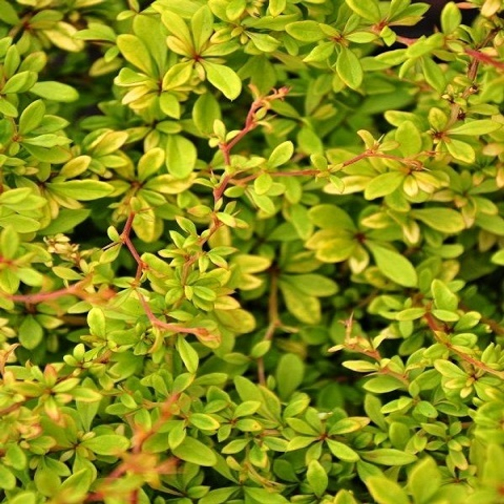 Барбарис тунберга Голден Дрим