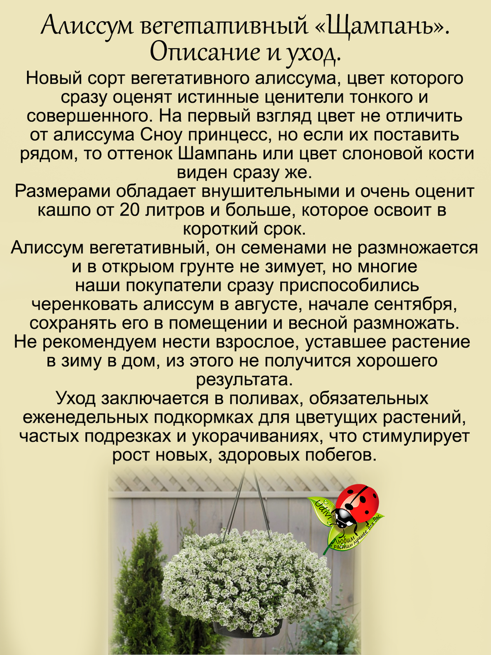 Алиссум вегетативный Шампань