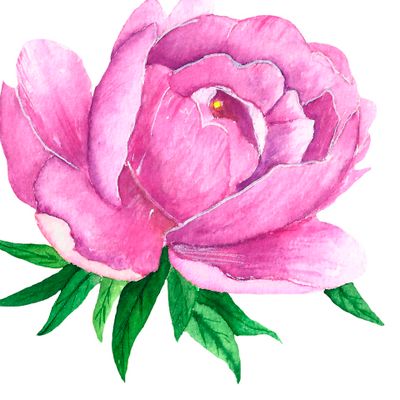 Принт акварельный розовый пион