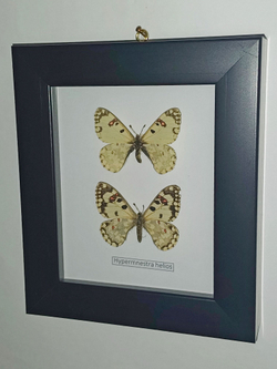 Бабочка Гелиос в рамке